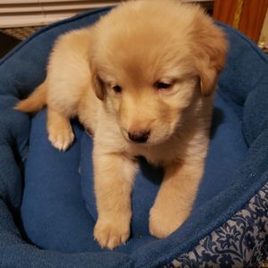 Meet your Posher, Phillip